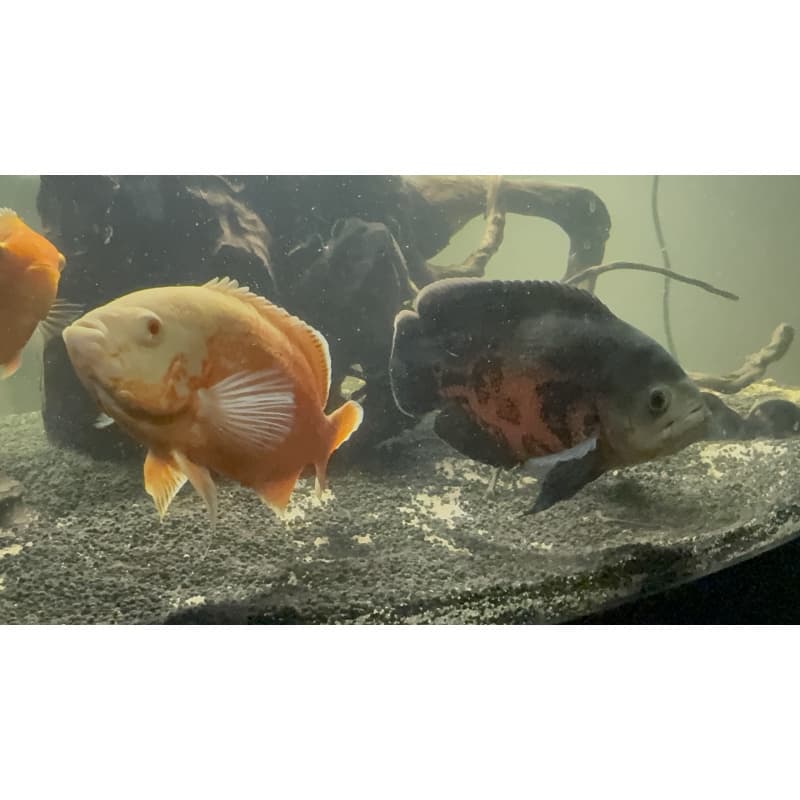 10+ Blue Bolt Shrimp — Taiwan Bee CRS/CBS Cross